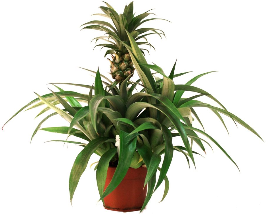 Ананас чампака d12