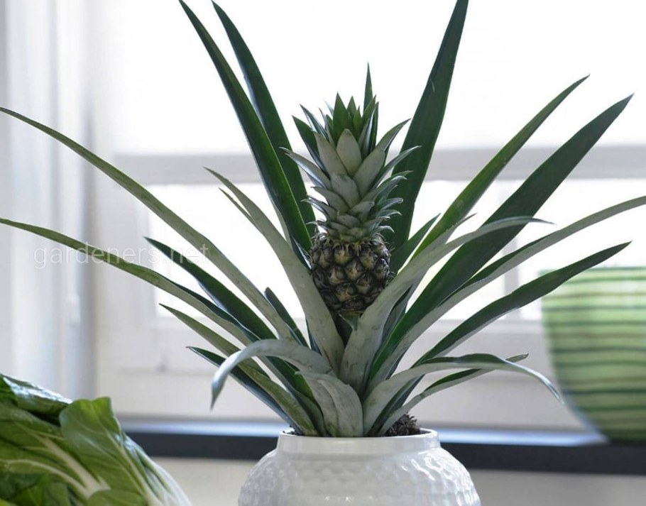 Ананас чампака