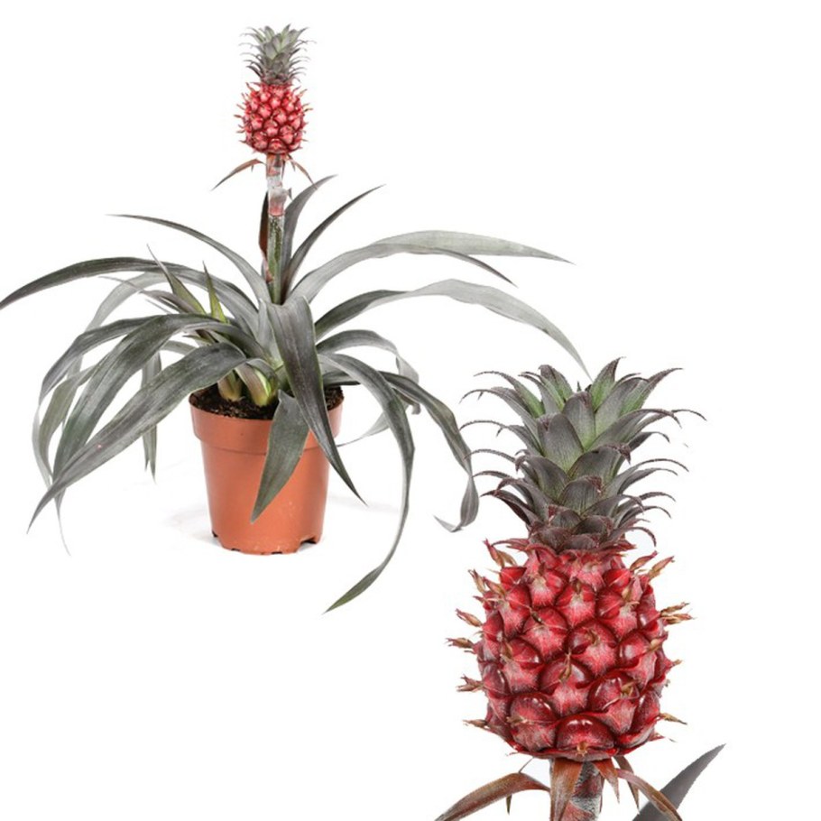 Ананас Пацифико