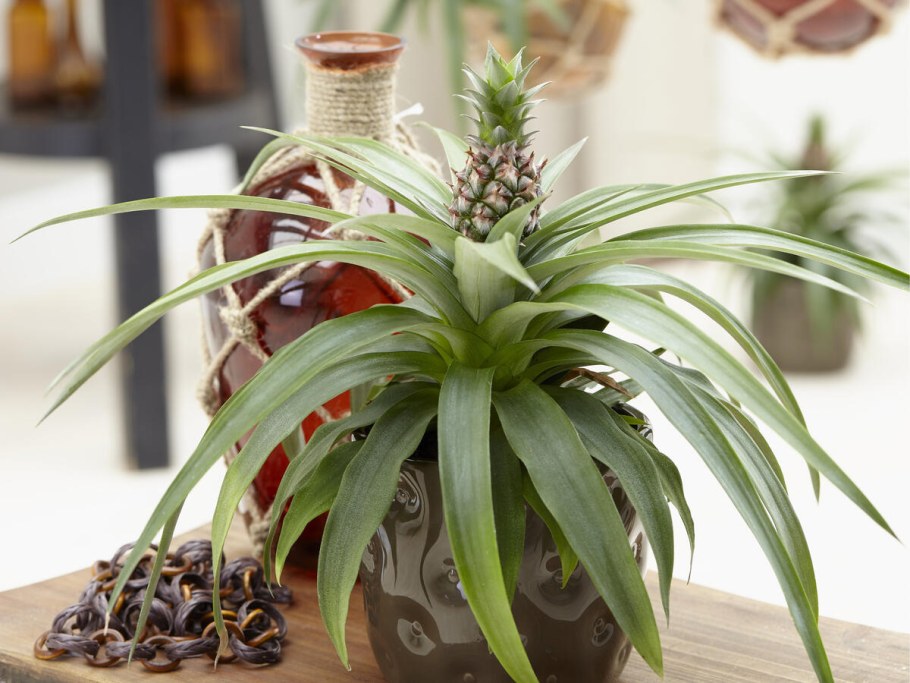 Ананас Пацифико