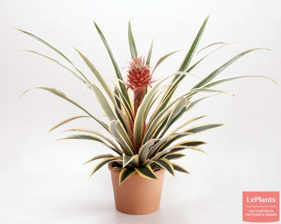 Ананас декоративный