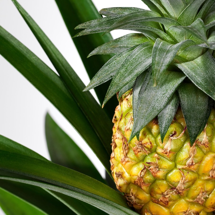 Ананас (ananas)