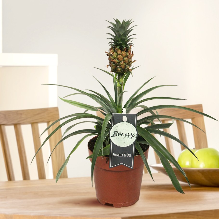 Ананас ми Амиго d12 h40