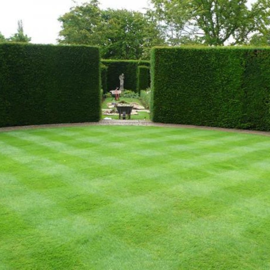 Партерный (английский) газон