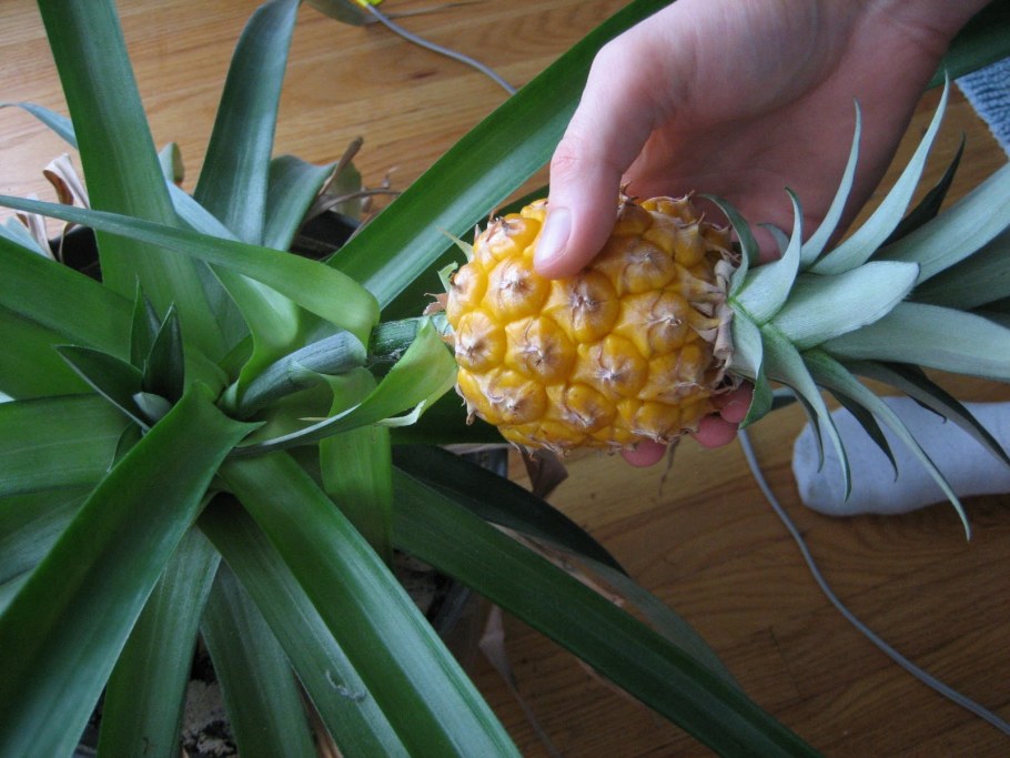 Чтобы поспел ананас