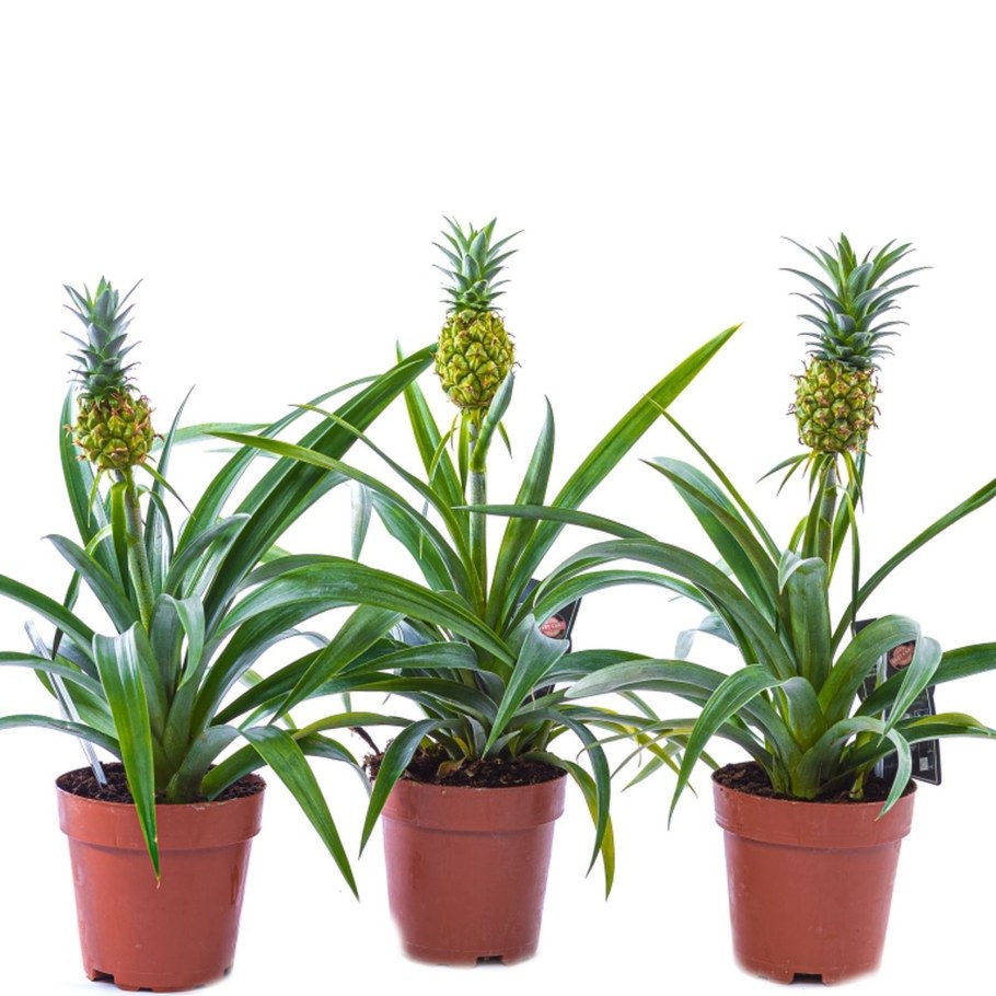 Ананас чампака d12