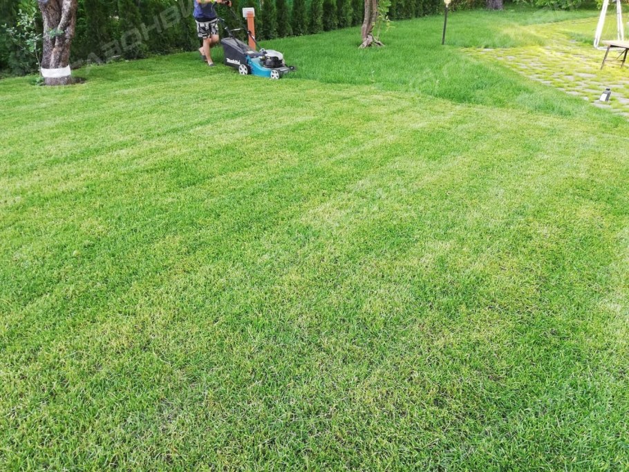 Партерный рулонный газон