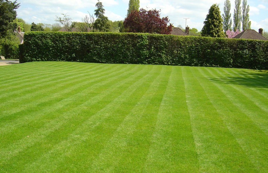 Садово-парковый газон