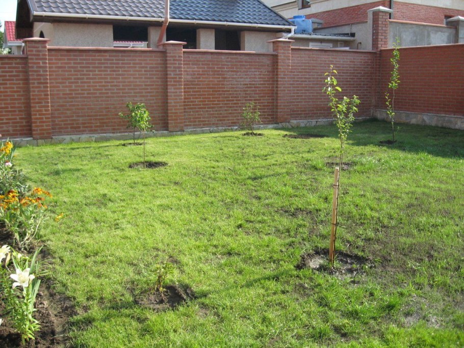 Высадка деревьев на участке