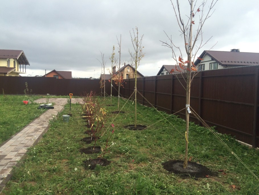 Плодовые деревья вдоль забора