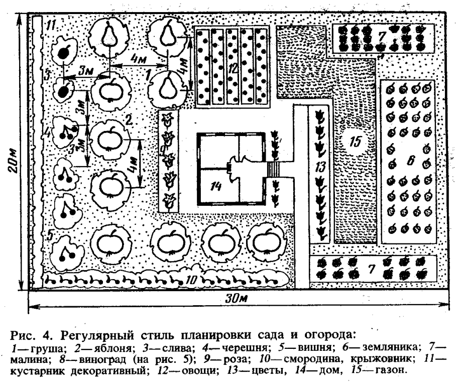 Схема посадки садовых деревьев и кустарников
