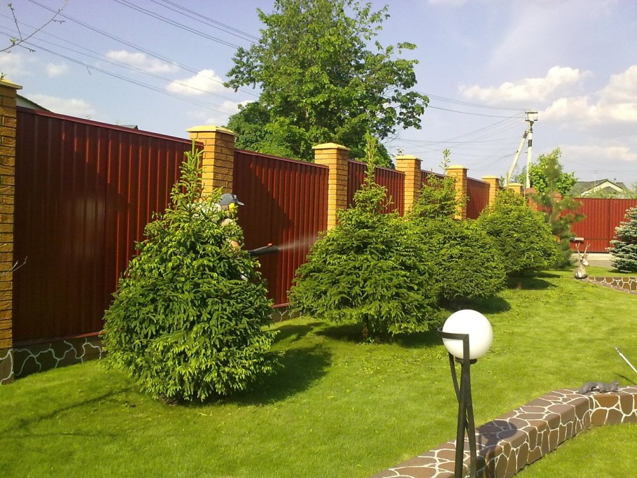 Плодовые деревья вдоль забора