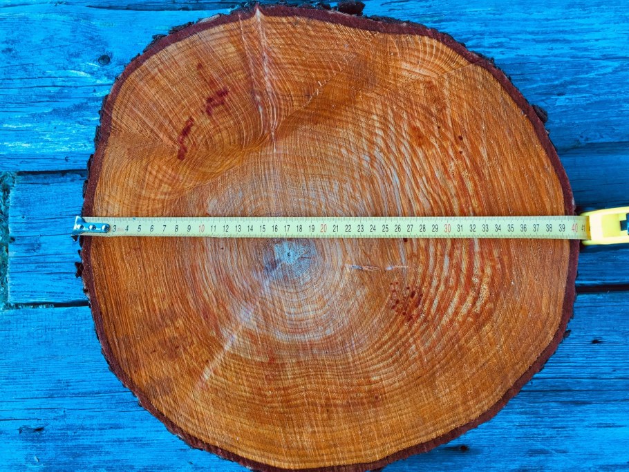 Поперечный спил ольхи