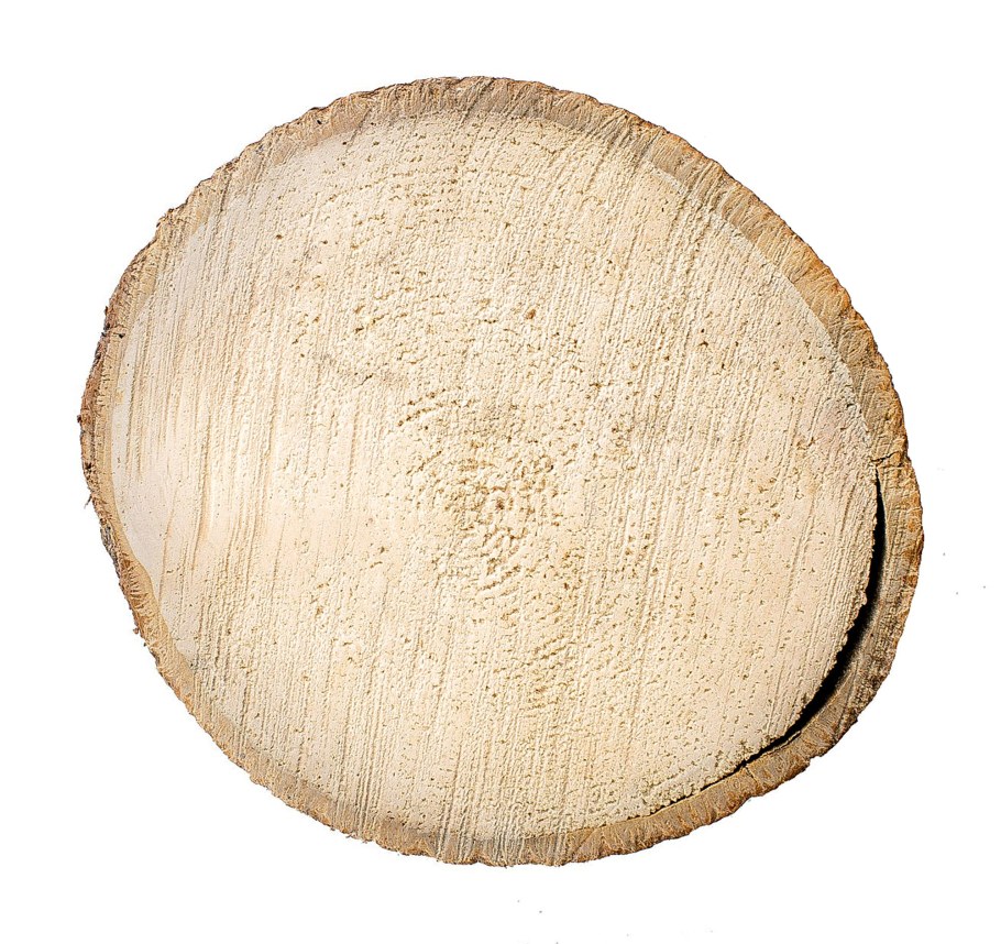 Поперечный спил ольхи