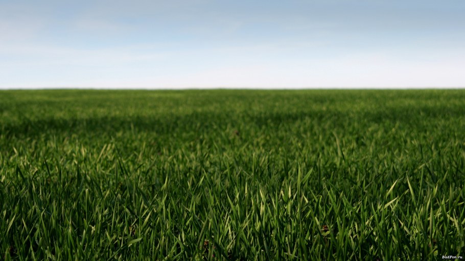 Поле с высокой травой