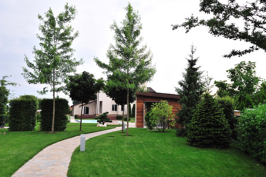 Сосны на участке