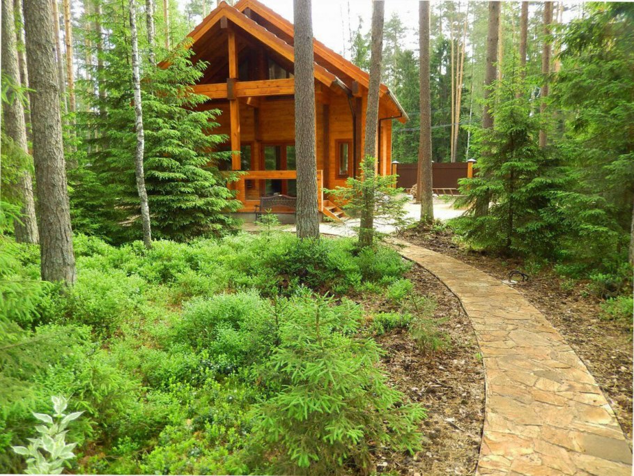 Хвойники в Лесном ландшафте