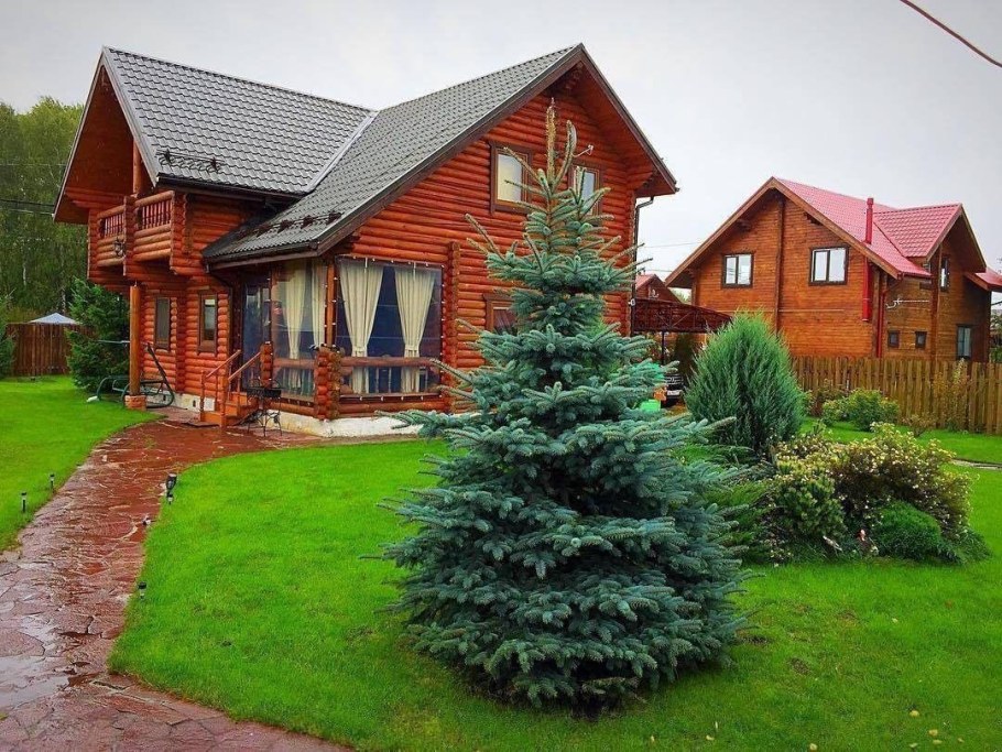 Ель на дачном участке