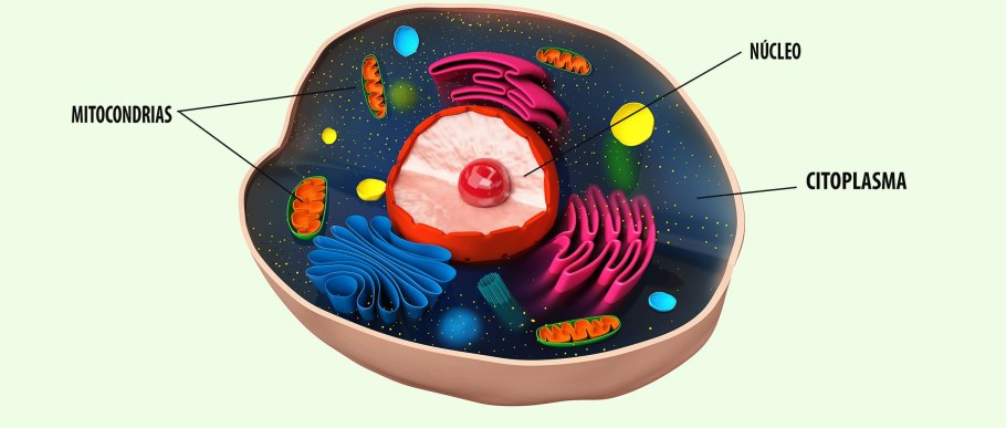 Модель человеческой клетки