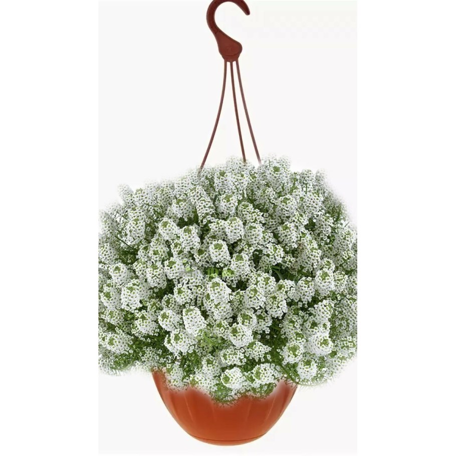 Цветок ампельный алиссум