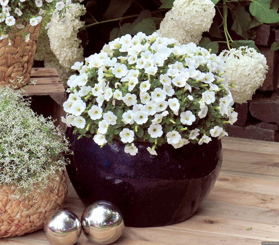 Петуния Potunia piccola White