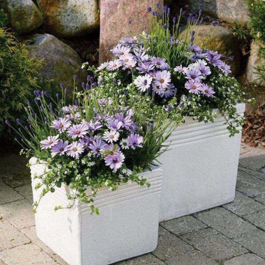 Остеоспермум дихондра