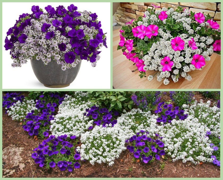 Агератум алиссум Вербена лобелия