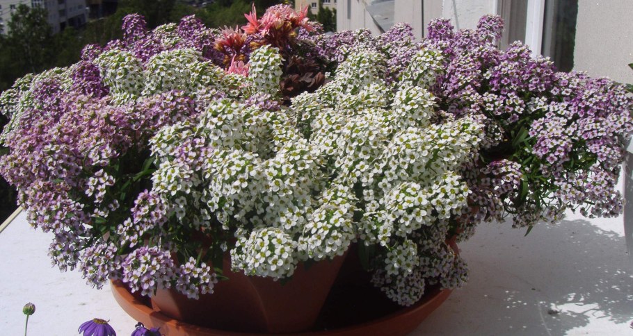 Алиссум и Бакопа