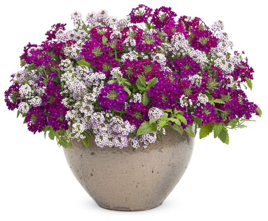 Алиссум и петуния