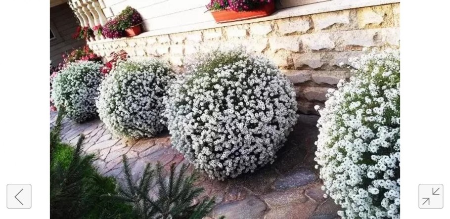 Алиссум вегетативный Сноу