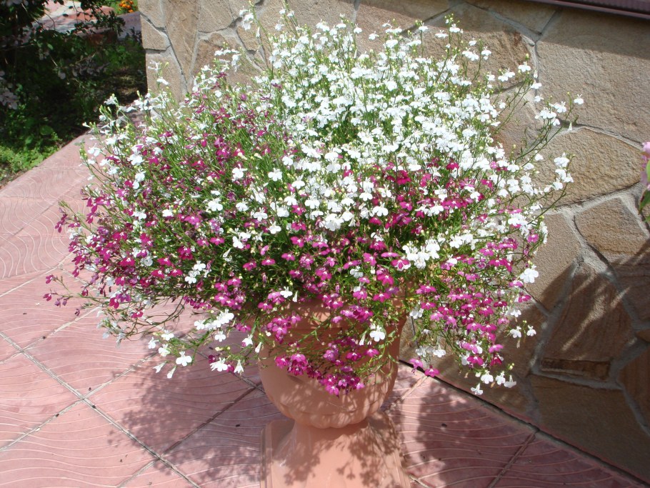 Бакопа ампельная махровая