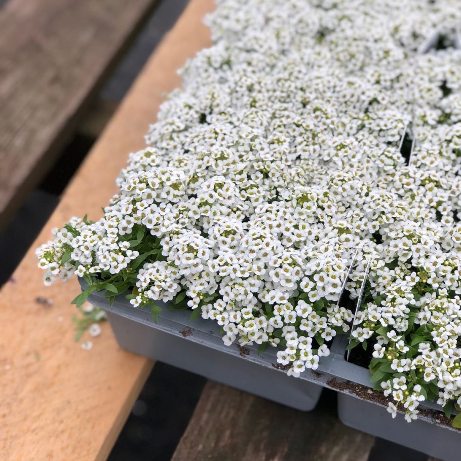 Алиссум и петуния