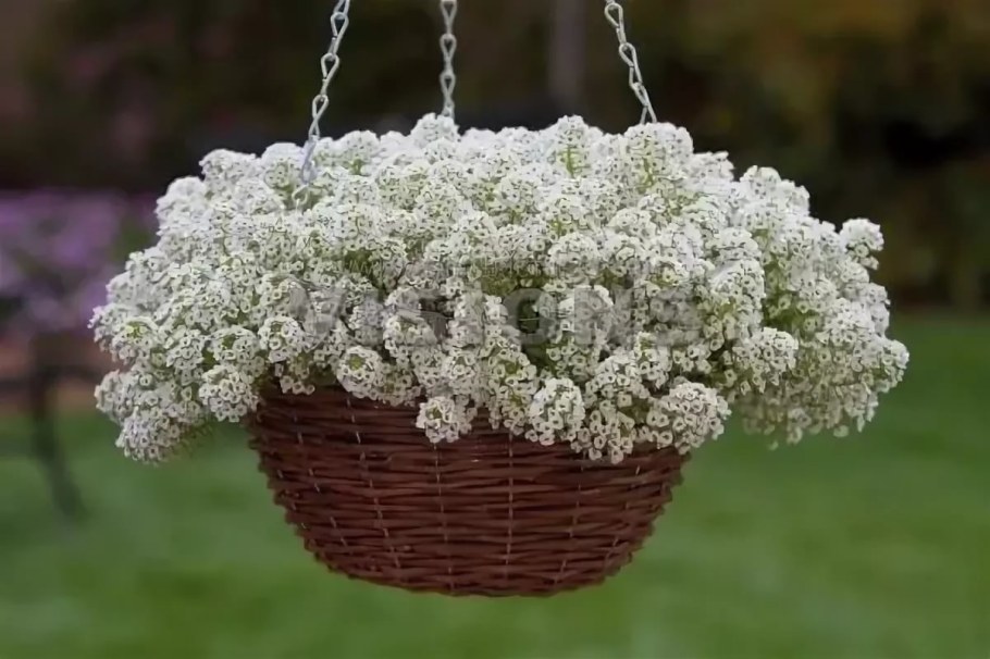 Алиссум Клеа