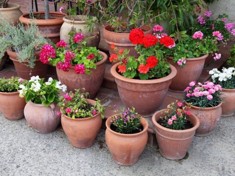 Маленькие цветы в горшках на даче