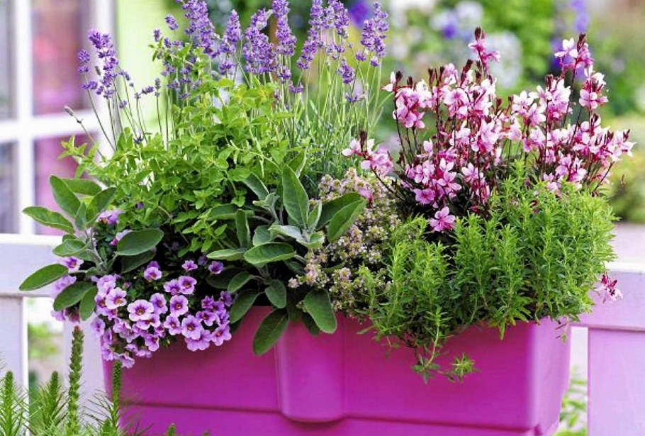 Алиссум балконный