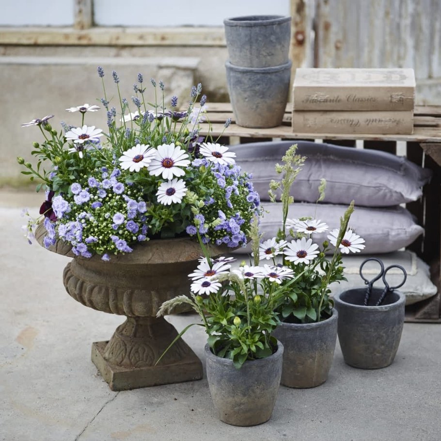 Клумба лтбелия с остеоспермумом