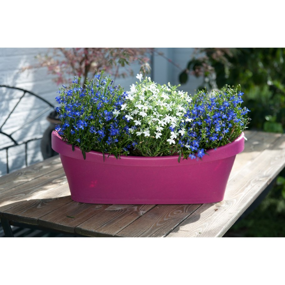 Лобелия Белла Бьянка