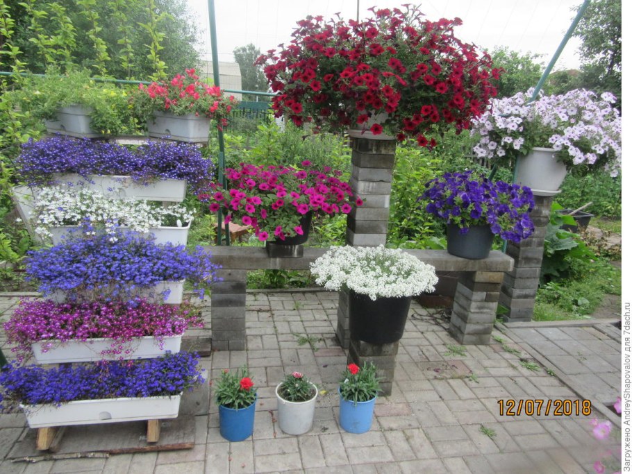 Лобелия и алиссум в одном