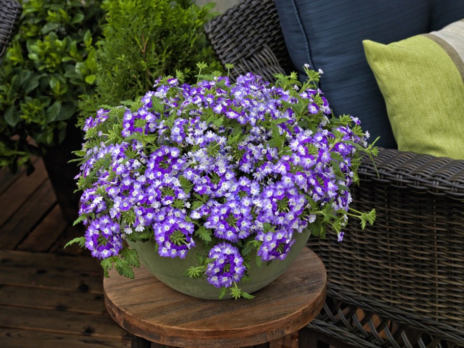 Вербена ампельная Обсешн Каскад