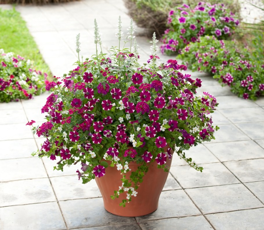 Петунии, лобелия, алиссум