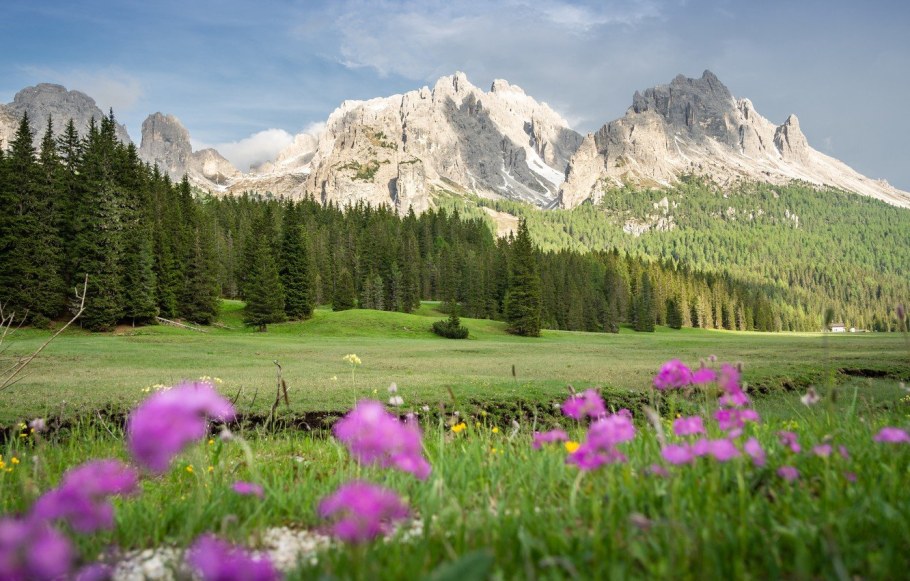 Альпийские Луга с эдельвейсом