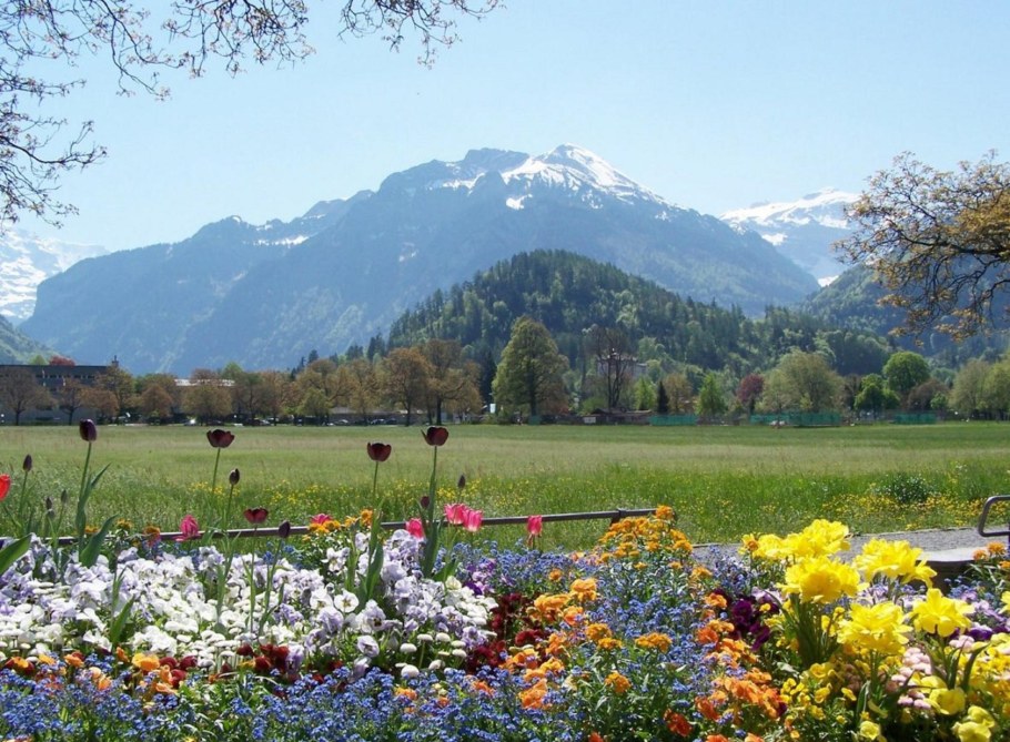 Альпийские Луга Швейцария