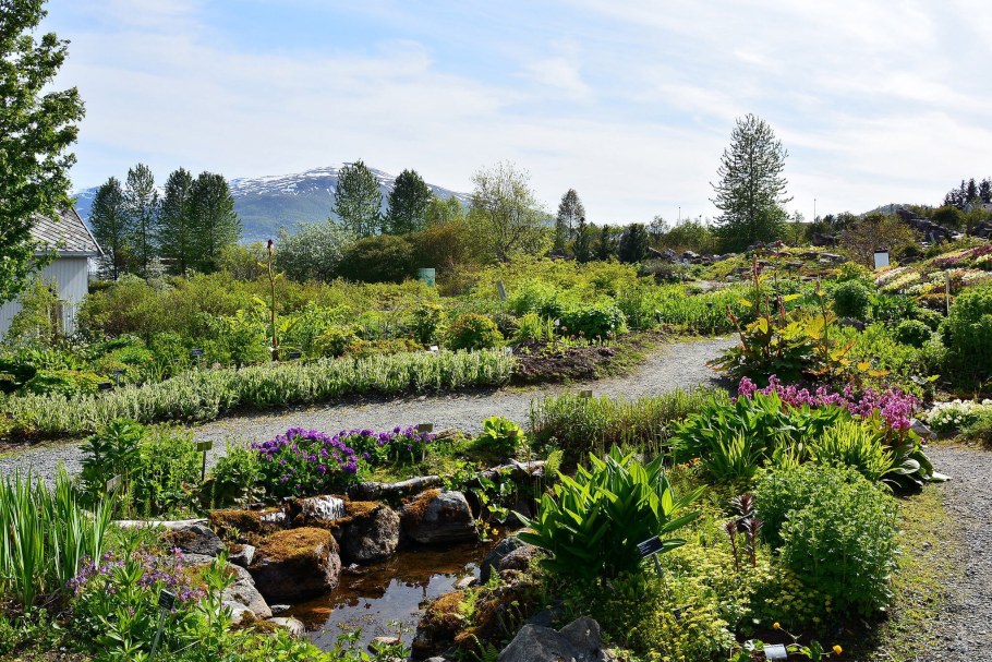 Ботанический сад тромсё Норвегия