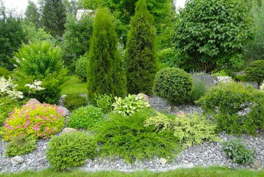 Клумба туя Хоста можжевельник