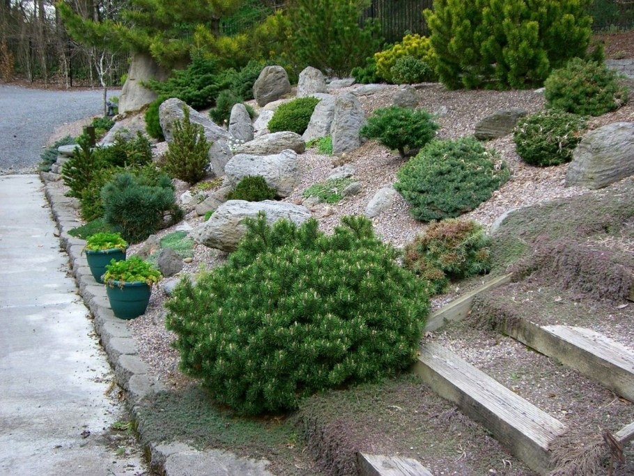 Сосна Горная Мугус в миксбордере