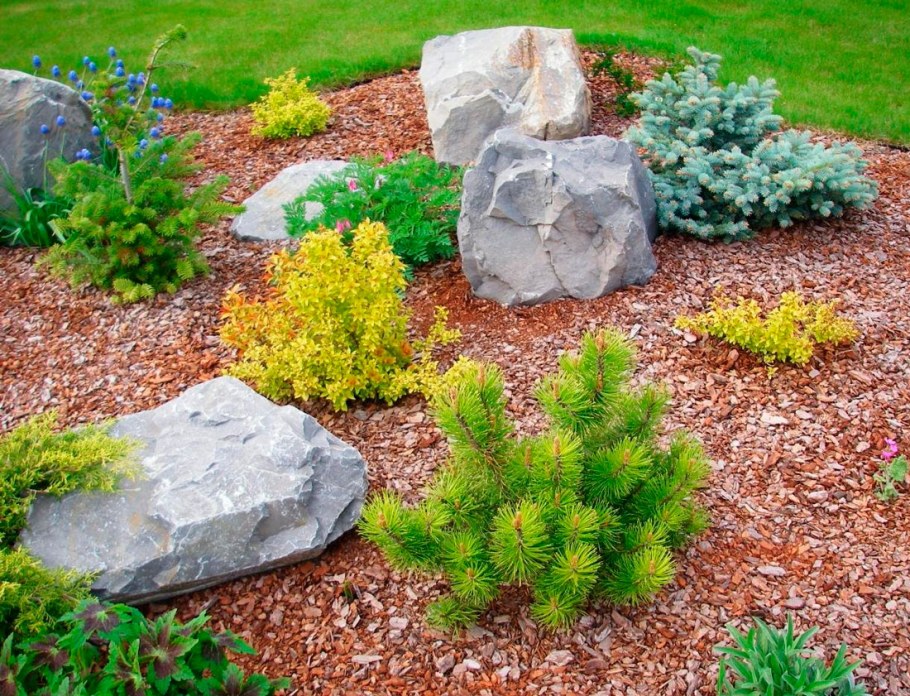 Горная сосна на альпийской Горке