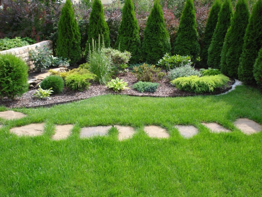 Туя Даника в миксбордере