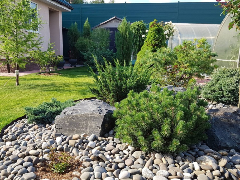 Сосна Горная Мугус на альпийской Горке