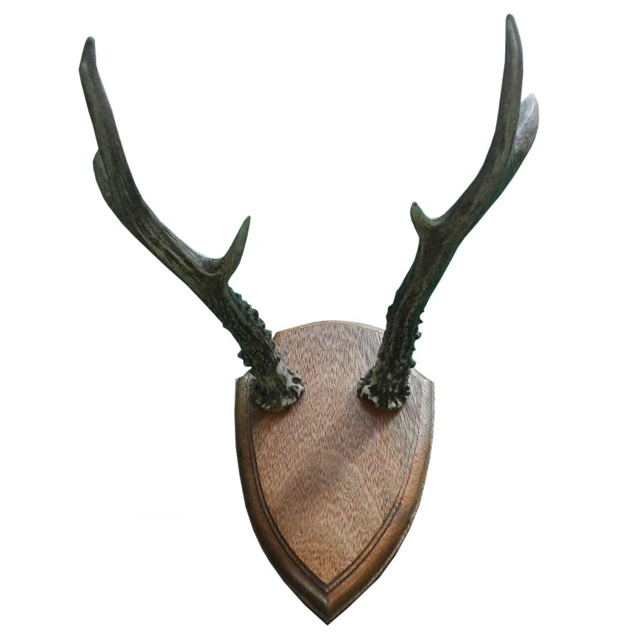 Рога косули на стену