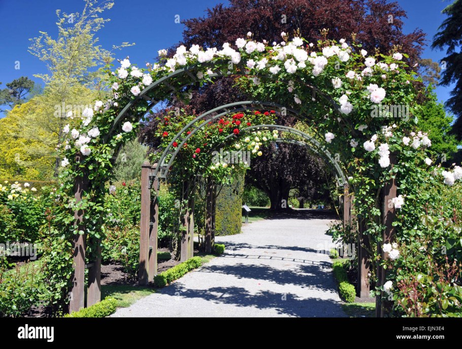 Плетистые розы Берсо